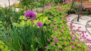 Герань крупнокорневищная в дизайне сада, посадка, размножение, уход.#дизайнсада#гераньвсаду