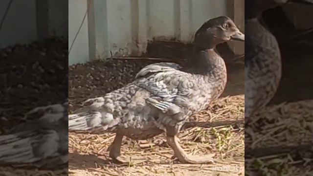 Нет лучше утки, чем смотреть онлайн