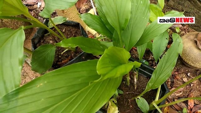 Turmeric cultivation in Sri Lanka Turmeric growing at my home garden Present situation смотреть онлайн