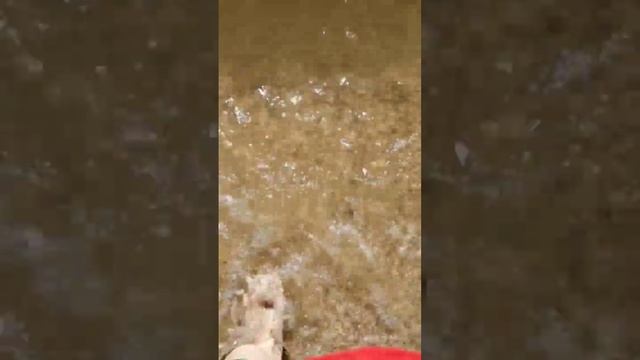 Ейск. Азовское море 2022 #азовскоеморе #Ейск #ейск2022отпуск #отпускнаморе смотреть онлайн