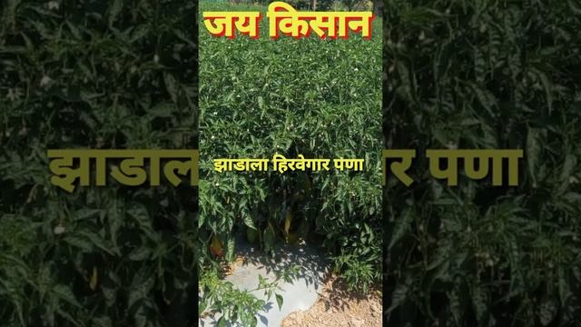 NPK - 13:00:45 संपूर्ण माहिती смотреть онлайн