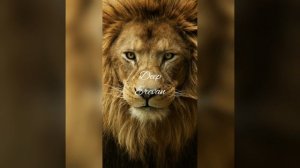 Khalif - Львиная доля