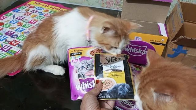 Cat favorite gravy Sheba VS Whiskas #catfood смотреть онлайн