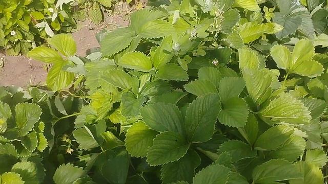 Уход за клубникой после плодоношения. смотреть онлайн