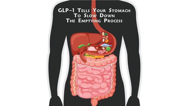 GLP-1 Peptide for weight loss. How GLP-1 works on the stomach смотреть онлайн