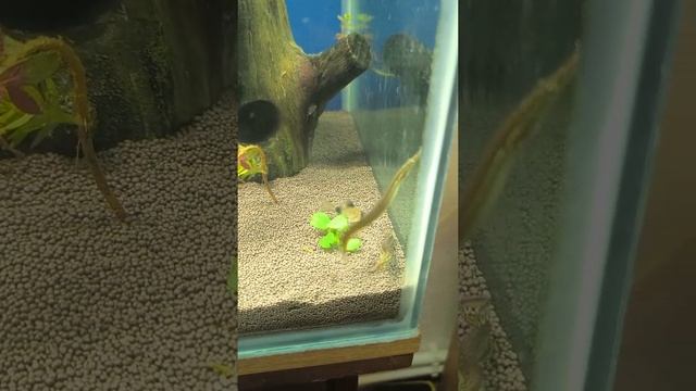 макрогнаты смотреть онлайн