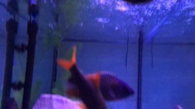 How to achieve crystal clear aquarium water! смотреть онлайн