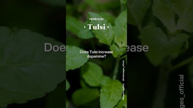 Does tulsi increase dopamine? #ayurveda #tulsi #indiansages #knowyourherb #sagewisdom смотреть онлайн