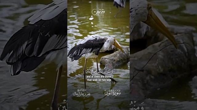والله خلق كل دابة من ماء смотреть онлайн