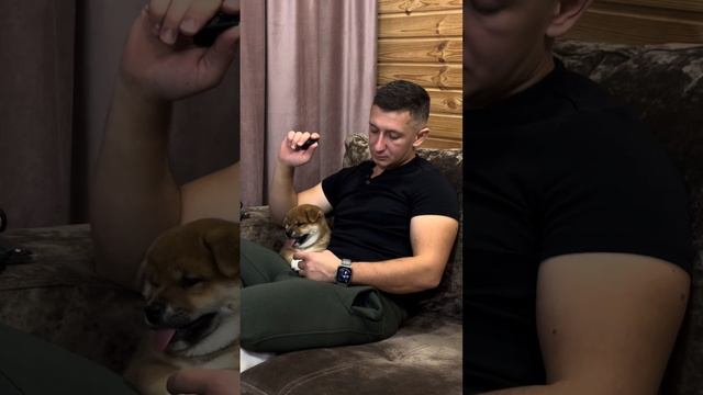 Все заводчики высокомерные