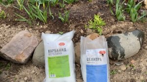 Чем подкормить Нарциссы и Тюльпаны  ВЕСНОЙ и до их Цветения ( 2 подкормки)