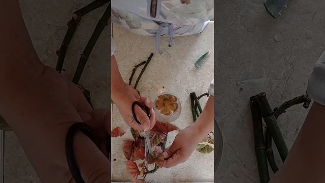 Что произойдет если во время укоренения бегонии добавить секретный продукт,смотрите нажимая навидео смотреть онлайн