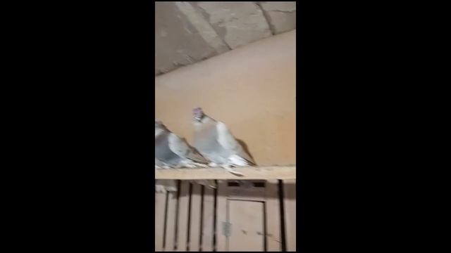 Двухчубые голуби Сергея Помозова смотреть онлайн