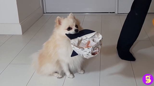 ТРЮКИ с МАЛЕНЬКИМИ СОБАЧКАМИ** НАРЕЗКА** ШОУ СОБАЧЕК в АНАПЕ смотреть онлайн