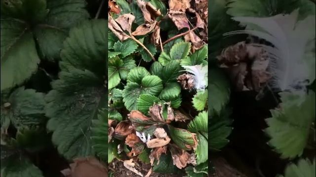 ВЫРАЩИВАЕМ БОЛЬШУЮ И СЛАДКУЮ КЛУБНИКУ #клубника #огород #грядка #уходзаклубникой #выращиваемклубник смотреть онлайн