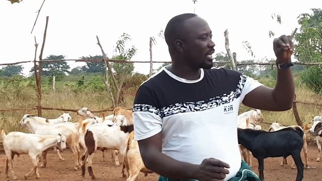 How to control inbreeding in goats смотреть онлайн