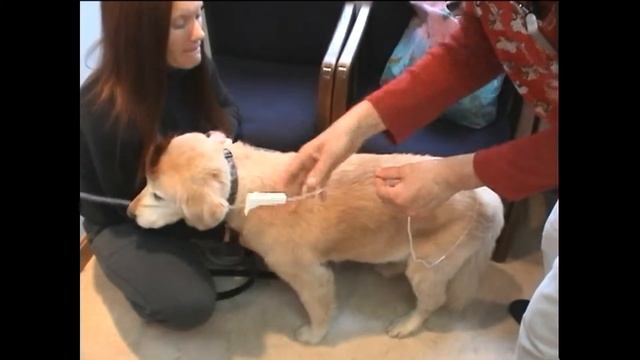 How to inject ozone saline into a dog смотреть онлайн