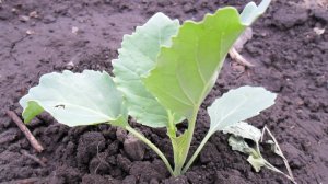 Выращиваю рассаду капусты в открытом грунте