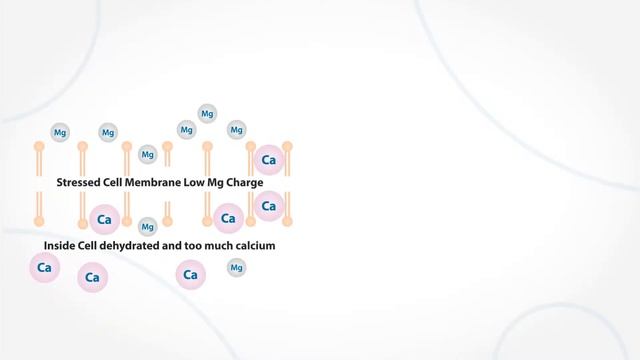 Elektra Magnesium for Muscle Recovery смотреть онлайн