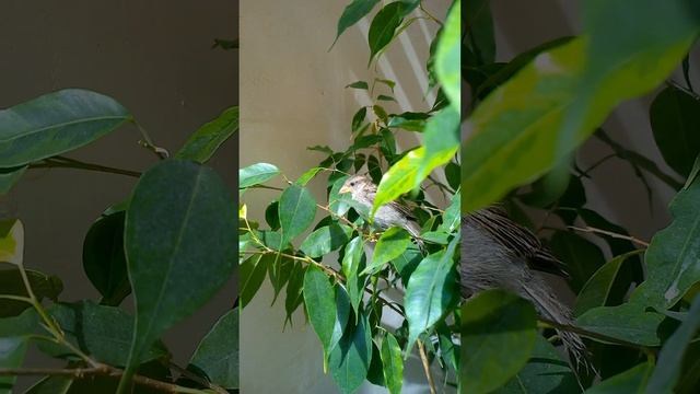 ДОМАШНИЙ ВОРОБЕЙ БОНЯ, знакомьтесь) смотреть онлайн