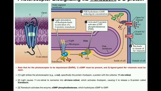 Anatomy | Vision (Part 2) | Photoreceptor Signaling & Photobleaching смотреть онлайн