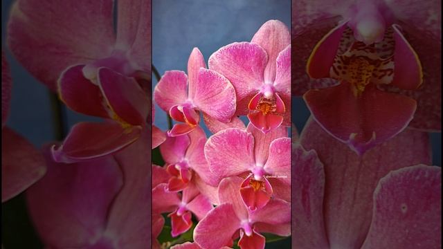 Phal. Pirate Picotee Red 🌸 Домашнее цветение орхидеи фаленопсис Красный Пират Пикоти смотреть онлайн