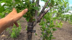 Перепрививка вишни. Результат на 09.06.2024г.