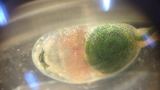 Tadpole larva смотреть онлайн