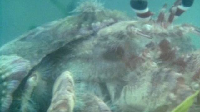 BBC: Живая планета 11 серия «Открытый океан» (документальный сериал, 1984) смотреть онлайн