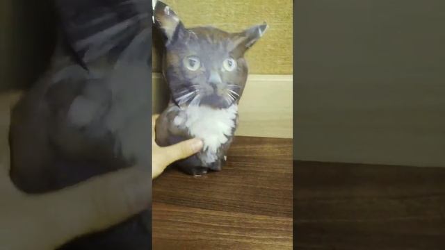 Чмоня мягкая игрушка 25 см! #мягкаяигрушка #котенок #чмоня #мемныеигрушки #мемы #коты #кириллплюш смотреть онлайн