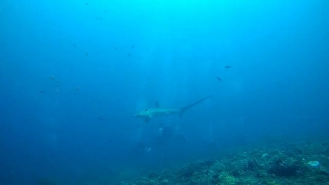Scuba Diving in MALAPASCUA (말라파스쿠아 스쿠버다이빙 2024) смотреть онлайн