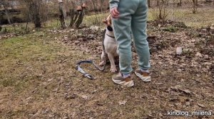 Как научить собаку подзыву/команде «ко мне»/подходить #собака #дрессировкасобак #кинолог