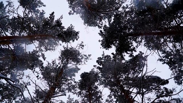 Snowy winter смотреть онлайн