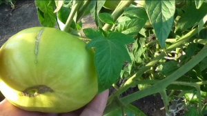 Опыт выращивания помидоров МОХНАТЫЙ ШМЕЛЬ, БАБУШКИН ПОЦЕЛУЙ, СЛИВКА КРАСНАЯ, БИЙСКАЯ РОЗА.