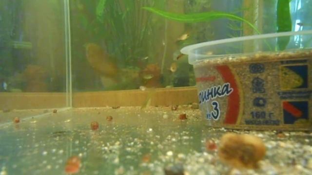 Гуппи Эндлеры. Красивый самец Эндлеры ухаживает за самками 2 смотреть онлайн