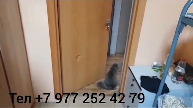 ИШ БОР МОСКОВСКАЯ ОБЛАСТДА СРОЧНО смотреть онлайн