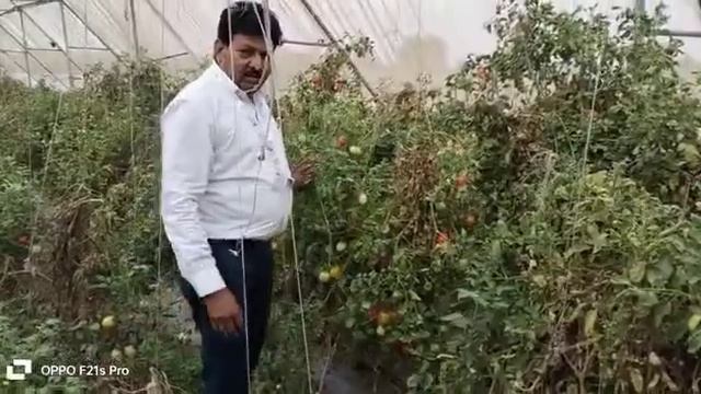 Hippo corporation डीएपी खाद का रिजल्ट सुपर टमाटर की खेती सुपर 2023#HippocorporationIndia#jaivikkha смотреть онлайн