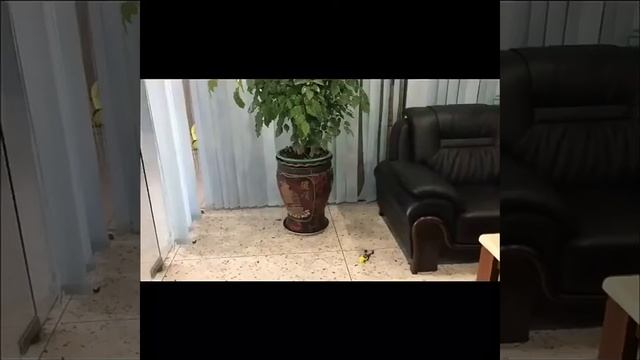 #0052 RC Mini Helicopter 2CH Portable QS5012 with 610 Brushed Motor RC Mini Helicopter смотреть онлайн