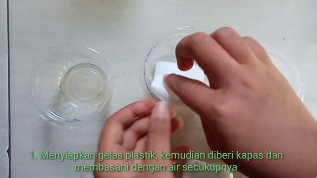 Hormon etilen смотреть онлайн