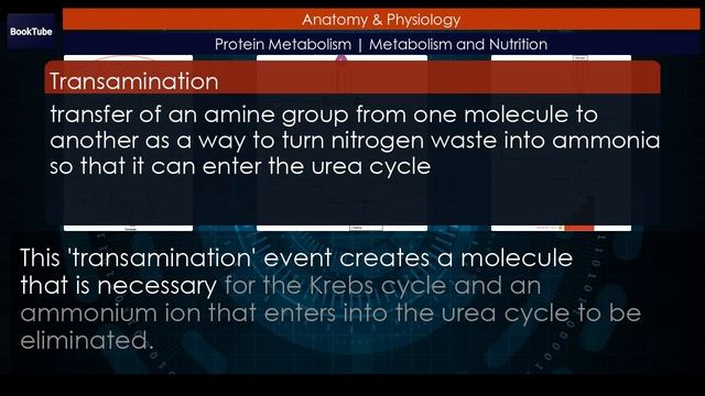 Protein Metabolism | Metabolism and Nutrition смотреть онлайн