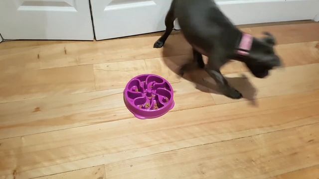 Bonnie blue staffy puppy Purina slow feed bowl смотреть онлайн