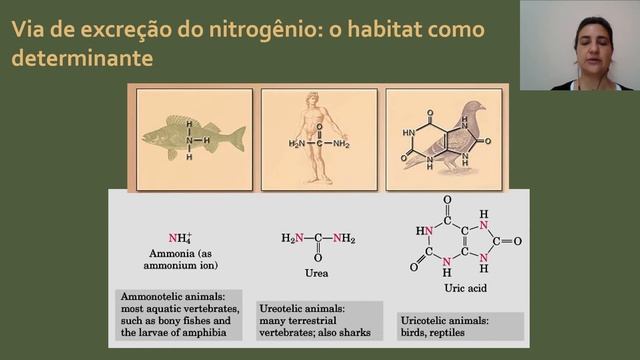 Bioquímica - Aula 11 - Oxidação de aminoácidos e ciclo da ureia смотреть онлайн