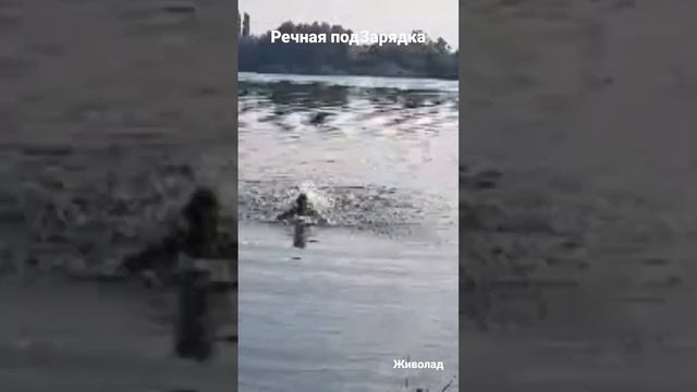 Речная подЗарядка. Живолад смотреть онлайн