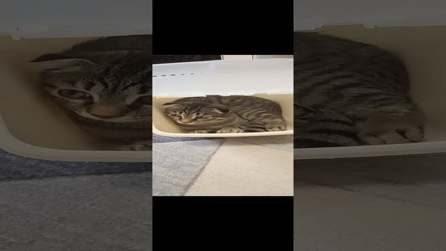 Алиса смотреть онлайн