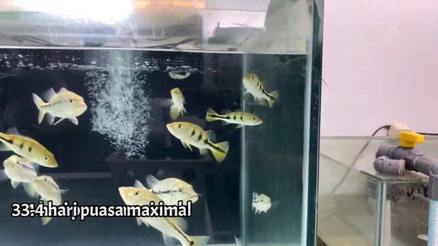 IKAN ARWANA & PREDATOR - MELATIH IKAN MAKAN UDANG DI AQUARIUM MEGATANK смотреть онлайн