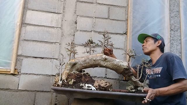 CUTTING BONSAI SERUT PANORAMA смотреть онлайн