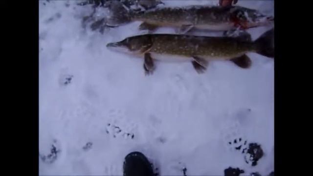 Первый выход на лед Жерлицы смотреть онлайн