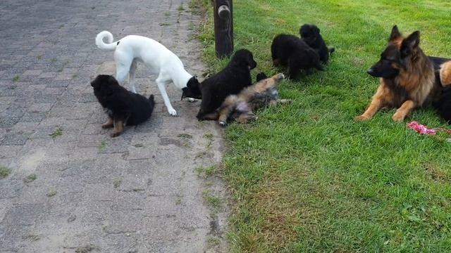 Pups Mokka x Uran ruim 5 weken oud смотреть онлайн