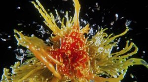 Кайдзю №8 | опенинг 1 | 4K | 60 fps