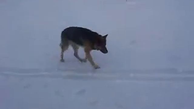 Собаки на льду первом смотреть онлайн